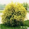藤蔓攀援 庭院 植物 季薔薇 黃刺梅苗黃刺玫 耐寒性強