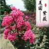 批發供應正宗美國紅葉紫薇樹苗紅火球紅火剪紫薇盆景紫薇小苗現貨