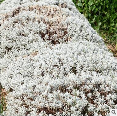 鐵樹芙蓉菊觀賞常綠植物戶外室內(nèi)植物盆栽盆景庭院景觀設(shè)計施工
