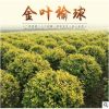 圃地現(xiàn)苗地接金葉榆球 金葉榆桿球 樹形好價(jià)格低規(guī)格齊全長(zhǎng)期批發(fā)