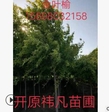 產(chǎn)地直銷(xiāo) 單桿金葉榆 金葉榆造型樹(shù) 樹(shù)形優(yōu)美 小區(qū)綠化