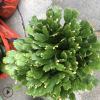 供應(yīng)室內(nèi)花卉多肉植物盆栽 青青花卉種植基地批發(fā)多品種蟹爪蘭