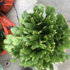 供應(yīng)室內(nèi)花卉多肉植物盆栽 青青花卉種植基地批發(fā)多品種蟹爪蘭