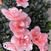 杜鵑花之鄉(xiāng)永福花生產(chǎn)種植基地比利時(shí) 西洋 杜鵑花