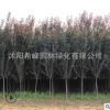 紫葉李批發(fā)紅葉李樹苗紫葉李園林綠化苗木 行道植物 規(guī)格齊全