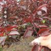 批發(fā)美人梅樹苗 觀花樹苗 樹形優(yōu) 粗2-8公分美人梅 耐寒耐旱