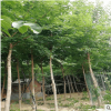 低價批發4-6公分五角楓 觀賞性好 現貨出售優質五角楓 綠地樹