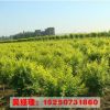 基地直銷金葉榆樹苗 規格齊全 中華金葉榆 園林庭院綠化工程苗木