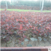 紅葉李 紫葉李 1-10公分規(guī)格齊全