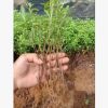 杜鵑小苗，可直接用于綠化 專業(yè)培育批發(fā)種苗園林裝飾植物擺件