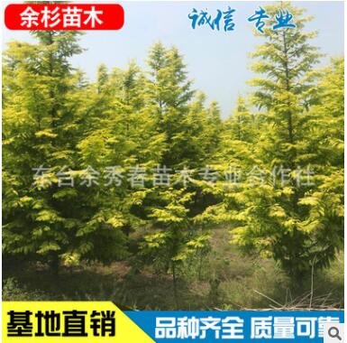 金葉水杉 小區(qū) 公園 園林綠化植物 工程綠化大喬木濕地綠植