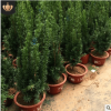 批發紅豆杉苗東北耐寒曼地亞紅豆杉盆栽原土發貨產地貨源特價直銷
