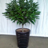 室內大型植物 平安樹 幸福樹盆栽 平安樹 觀葉植物 室內綠色