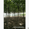 保定苗圃各種規(guī)格梓樹批發(fā) 基地發(fā)貨 可簽合同