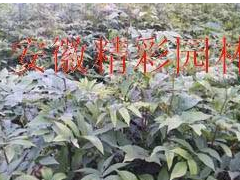 青錢(qián)柳苗木