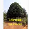 產地貨源 嫁接桂花樹 高30cm-200cm 常綠性黃色系自產自銷