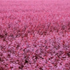 紅花繼木規(guī)格齊全