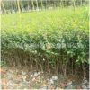 供應小葉女貞樹苗 小葉女貞球 綠化工程苗各規(guī)格齊全小葉女貞批發(fā)