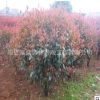 基地批發(fā) 綠化苗木 紅葉石楠小苗 紅葉石楠球 高桿紅葉石楠球苗