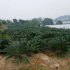 鐵樹 基地直銷 批發供應 蘇鐵樹 白皮鐵 云南蘇鐵 棕櫚樹 盆景