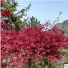 紅楓樹日本紅楓中國(guó)四季紅楓庭院工程綠化紅舞姬盆栽地栽風(fēng)景樹