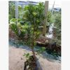 羅漢松小型盆景樹， 專業培育批發種苗園林裝飾植物擺件