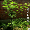 合歡樹苗 庭院花卉植物芙蓉樹 絨花樹苗合歡苗合歡小苗遮陰樹木