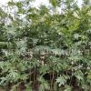 供應各種工程苗木 花卉 基地直銷 優質 楓楊