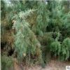 大量批發綠化植物檉柳 西河柳 山川柳 三春柳 西湖柳 赤檉柳