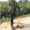 基地直銷夾竹桃 綠化苗木 規格齊全 夾竹桃苗