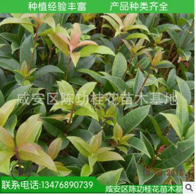 桂花樹苗批發(fā)丹桂 狀元紅 苗木 10-30cm 濃香型庭院植物自產自銷