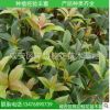 桂花樹苗批發丹桂 狀元紅 苗木 10-30cm 濃香型庭院植物自產自銷