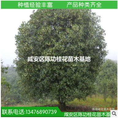 現(xiàn)貨供應優(yōu)質大桂花樹35公分桂花大樹 八月桂花樹 咸寧桂花樹