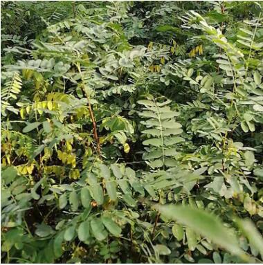 基地直銷紫穗槐樹工程苗木 防風固沙價格優(yōu)惠紫穗槐苗 規(guī)格齊全