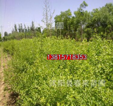 基地直銷優(yōu)質金銀木 綠化灌木 規(guī)格齊全貨源充足