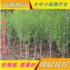 批發園林綠化工程苗木 木槿 叢生木槿 木槿價格 庭院植物當年開花
