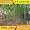 法桐苗.法國梧桐 供應速生法桐 法國梧桐樹苗8 10 15公分粗批發