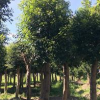 杜英 移栽杜英 14-16公分移栽杜英價(jià)格 浙江移栽杜英