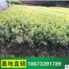 基地供應 長期大量供應 綠化苗夏娟 量大從優 規格齊全