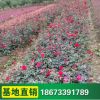 綠化樹苗 工程苗木 供應樹狀月季 庭院別墅美化 濃香型