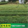 供應批發 青葉麥冬草 四季常青草皮 護坡綠化 各類地被植物