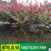 庭院綠化工程苗 紅花繼木小苗 紅繼木盆栽 綠化工程規格齊全