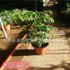 幸福樹觀賞綠化盆栽花卉 盆栽花卉 平安樹 美觀大方批發