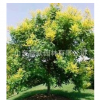 專業(yè)苗木基地 長期供應(yīng)批發(fā) 欒樹