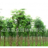 青林苗木基地大量供應(yīng)欒樹