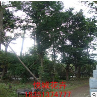 皂角樹(shù)苗園林綠化苗木庭院種植色塊綠籬基地直銷量大從優(yōu)皂角樹(shù)