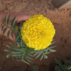 苗圃出售萬(wàn)壽菊 各種草花品種齊全 萬(wàn)壽菊種植廠家 量大優(yōu)惠