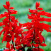 供應(yīng)陽(yáng)臺(tái)庭院 四季種植 草花一串紅 貨源充足 量大從優(yōu)