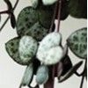 多肉植物 愛之蔓吊蘭 肉肉 辦公室盆栽 防輻射 愛之曼 帶原盆發貨