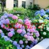 無盡夏 八仙繡球 大花繡球花苗 四季開花 園庭院 盆栽綠植物花卉